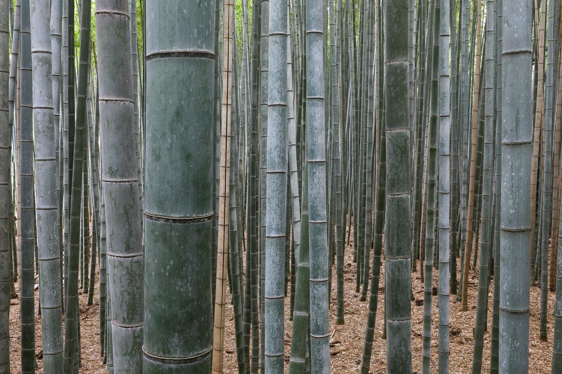 Tall green bamboo stalks lining a path in Arashiyama